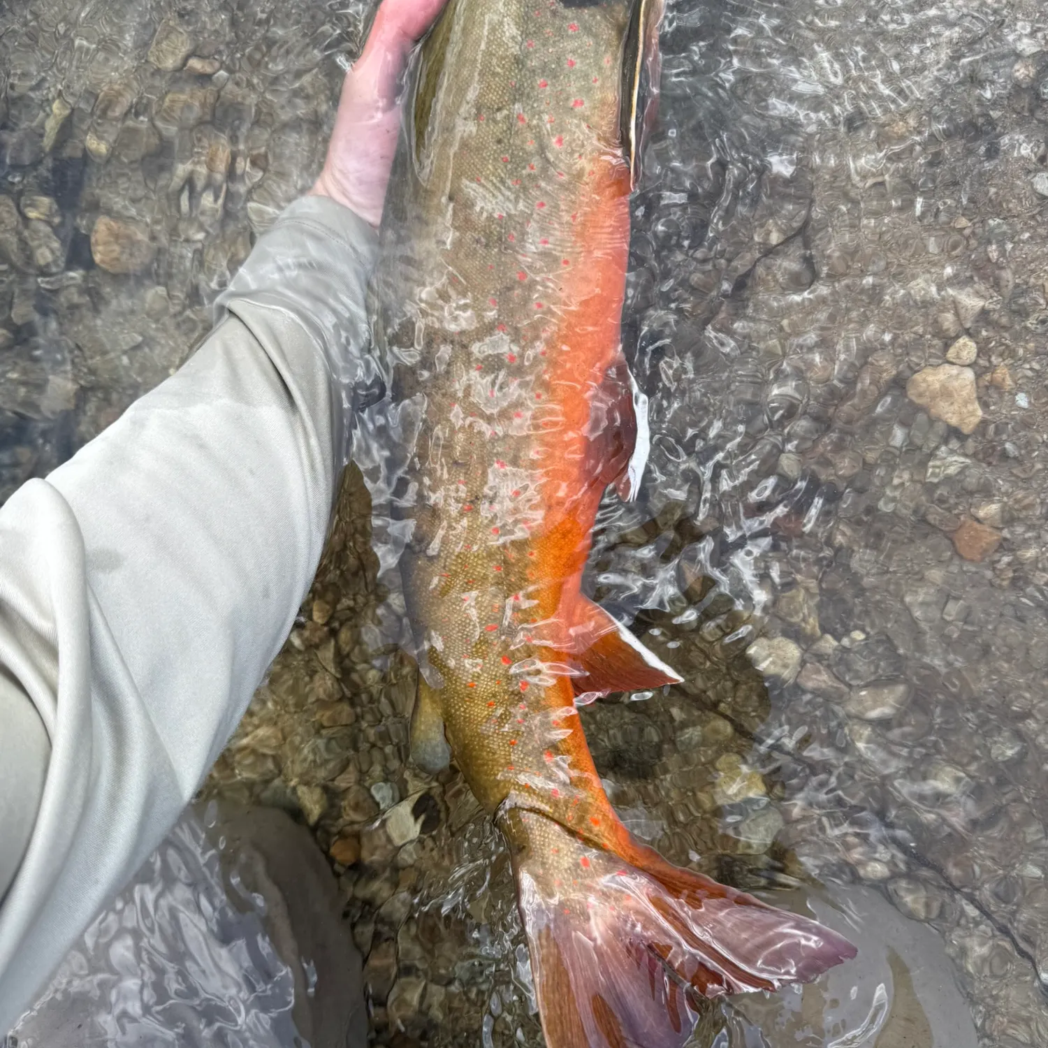 Bull trout caught on Fishbrain