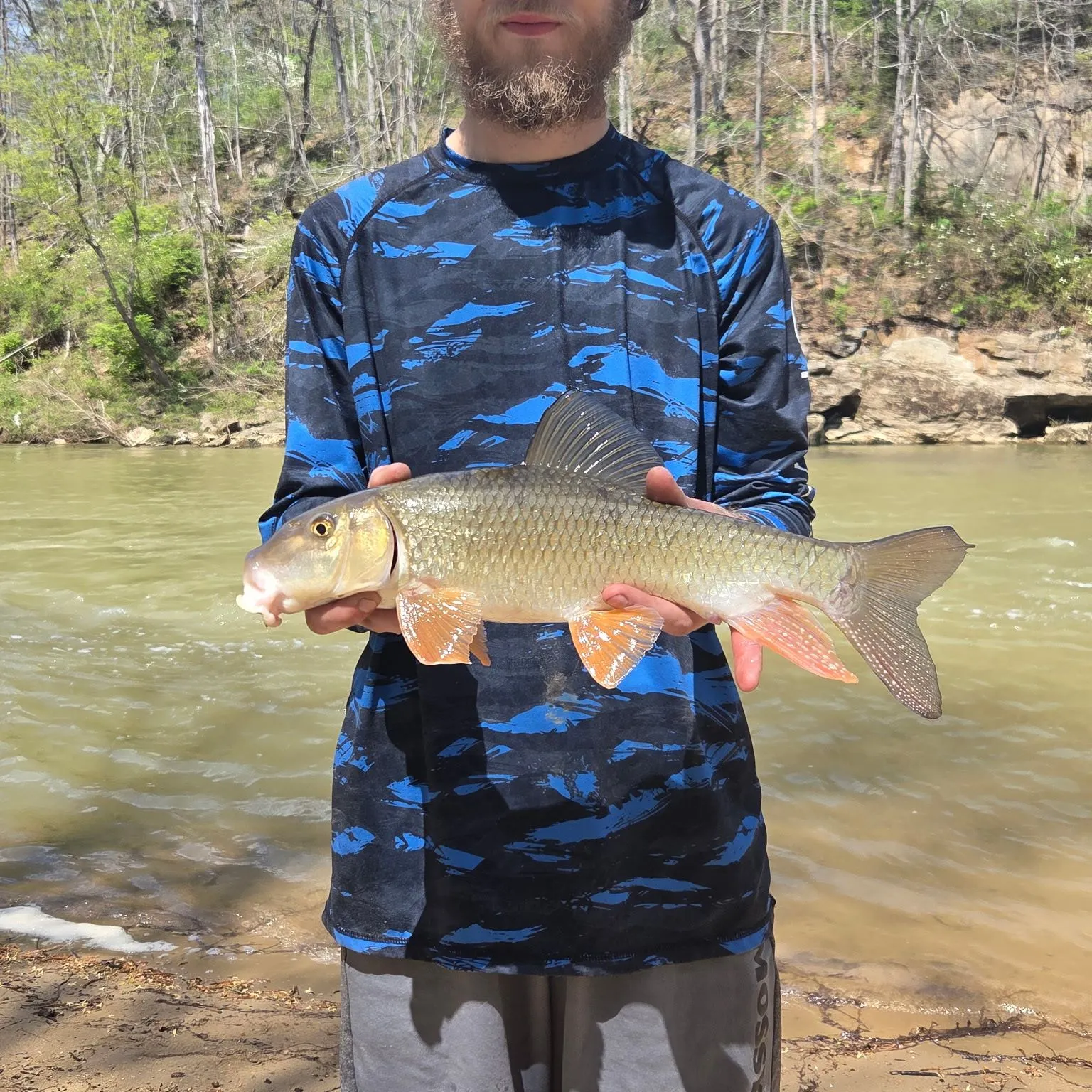 The most recent Silver redhorse catches on Fishbrain