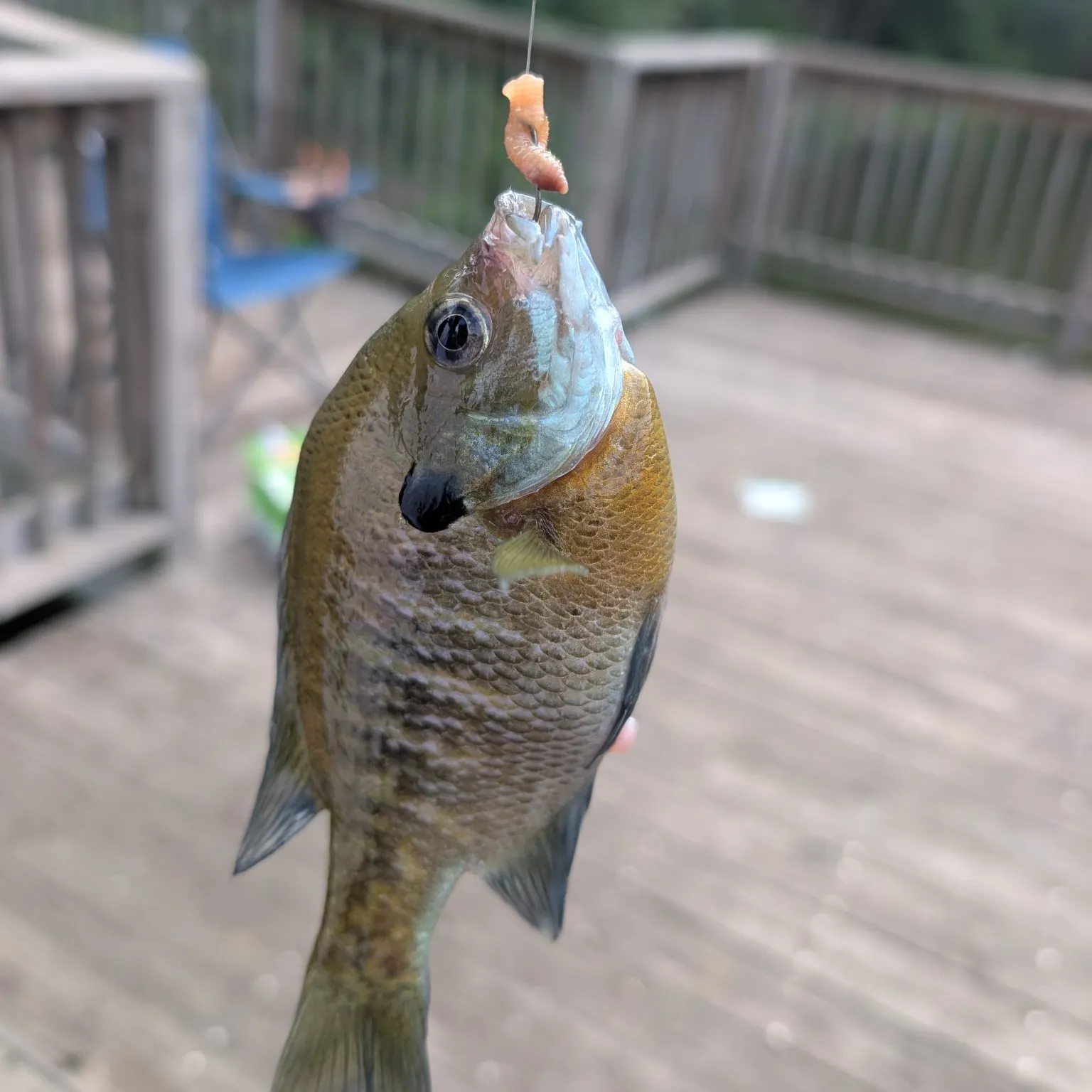 Bluegill caught on Fishbrain