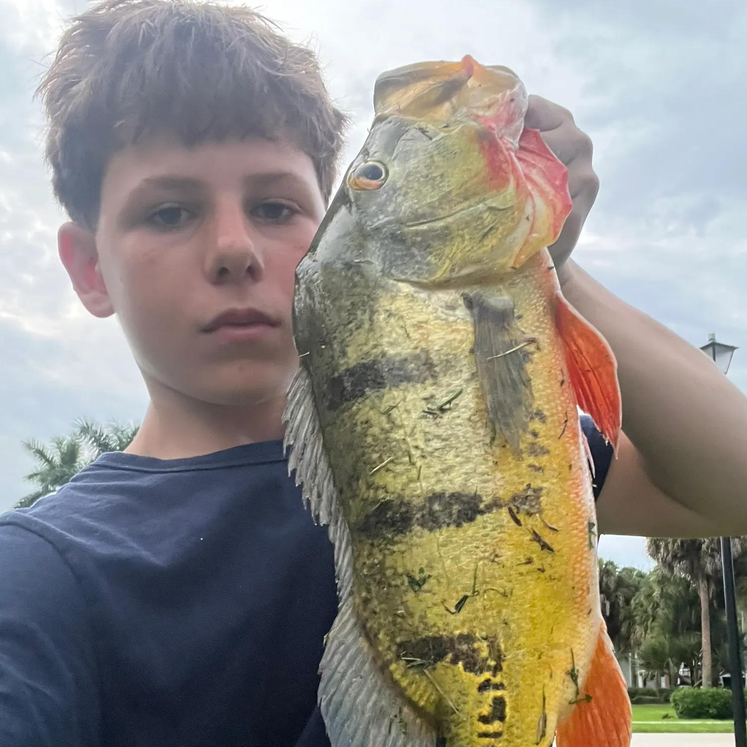 The most recent Butterfly peacock bass catches on Fishbrain