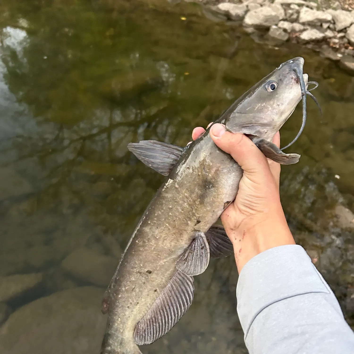 Channel catfish caught on Fishbrain
