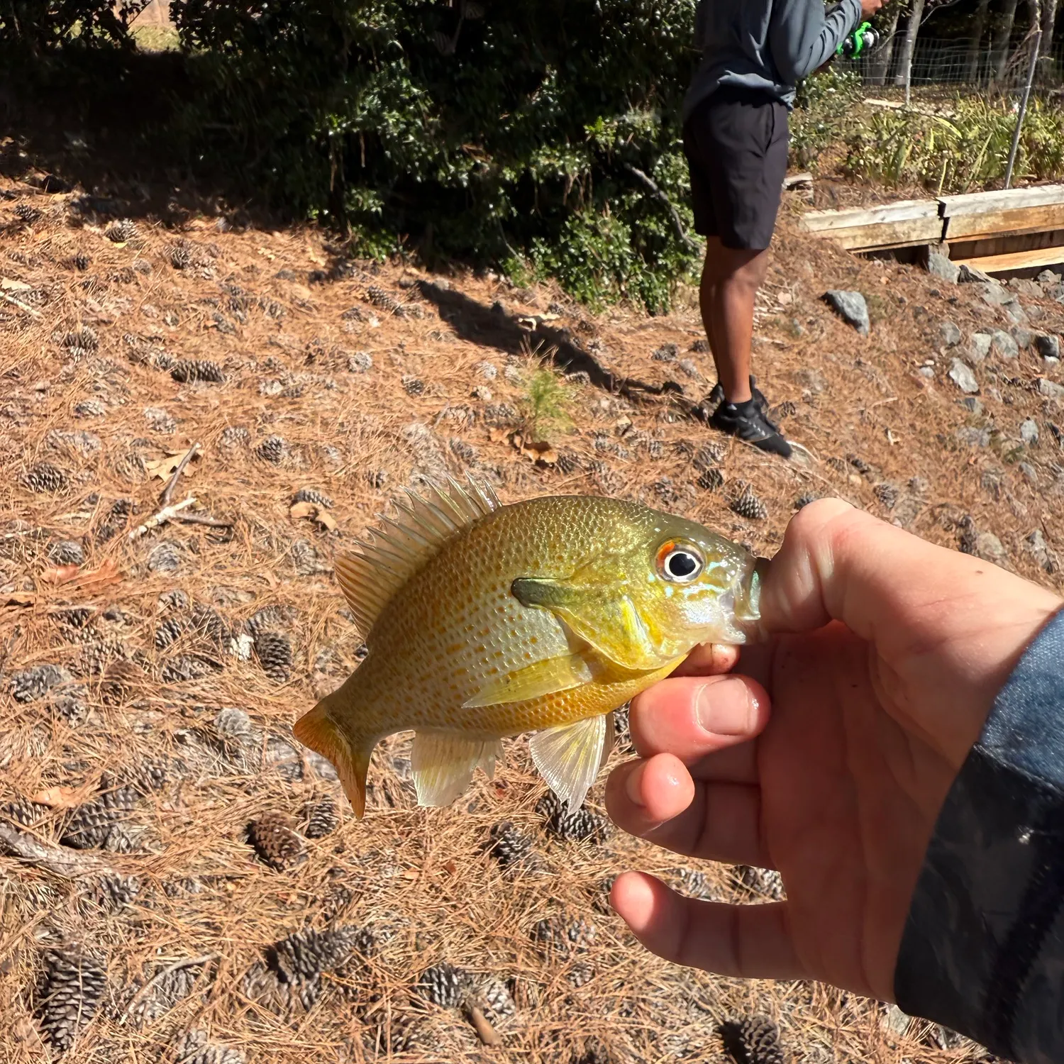 catch