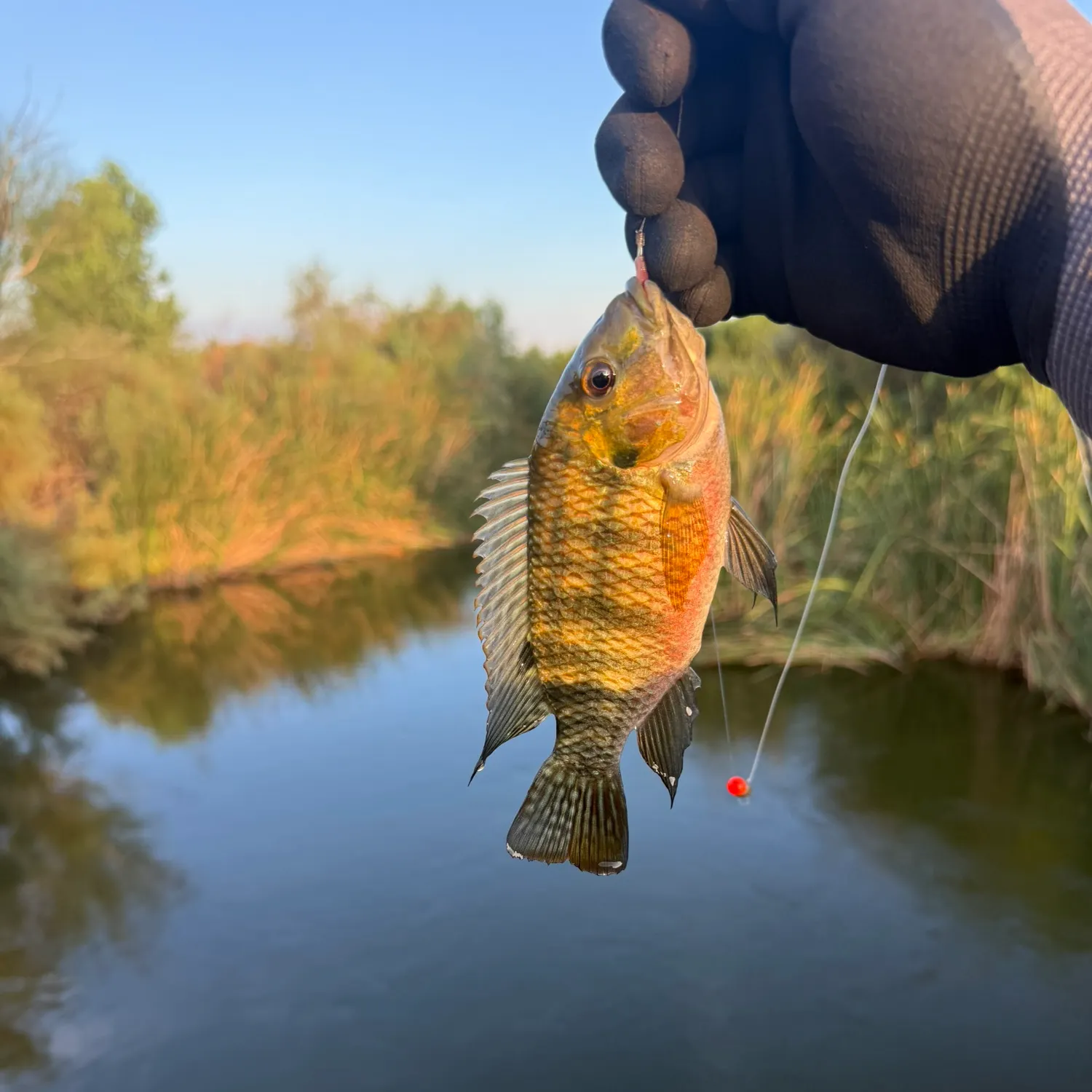 The most recent Redbelly tilapia catches on Fishbrain