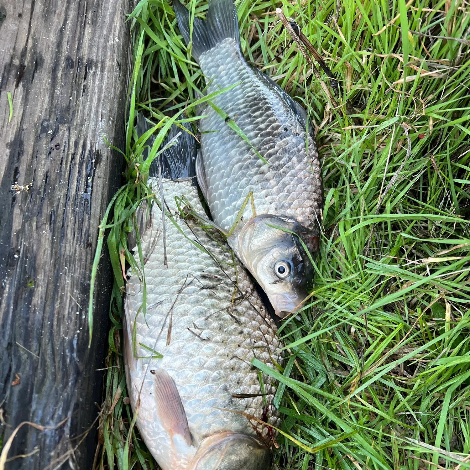angler catch