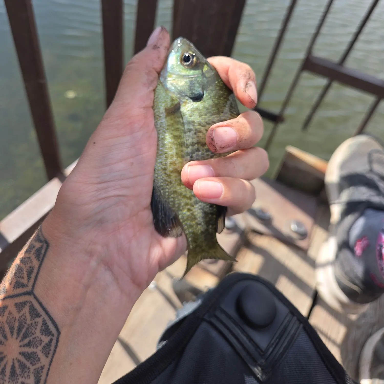 Bluegill caught on Fishbrain