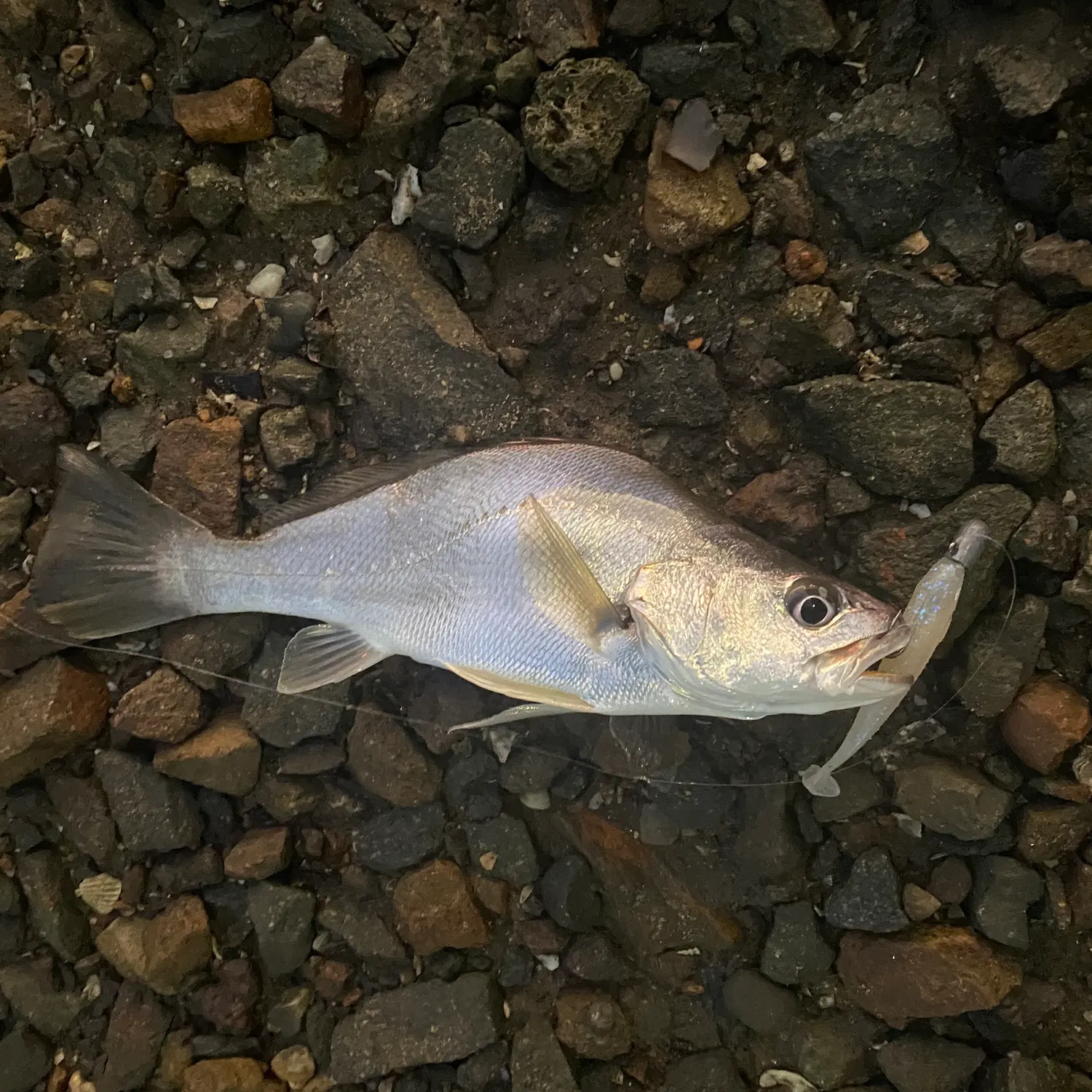 Japanese meagre caught on Fishbrain