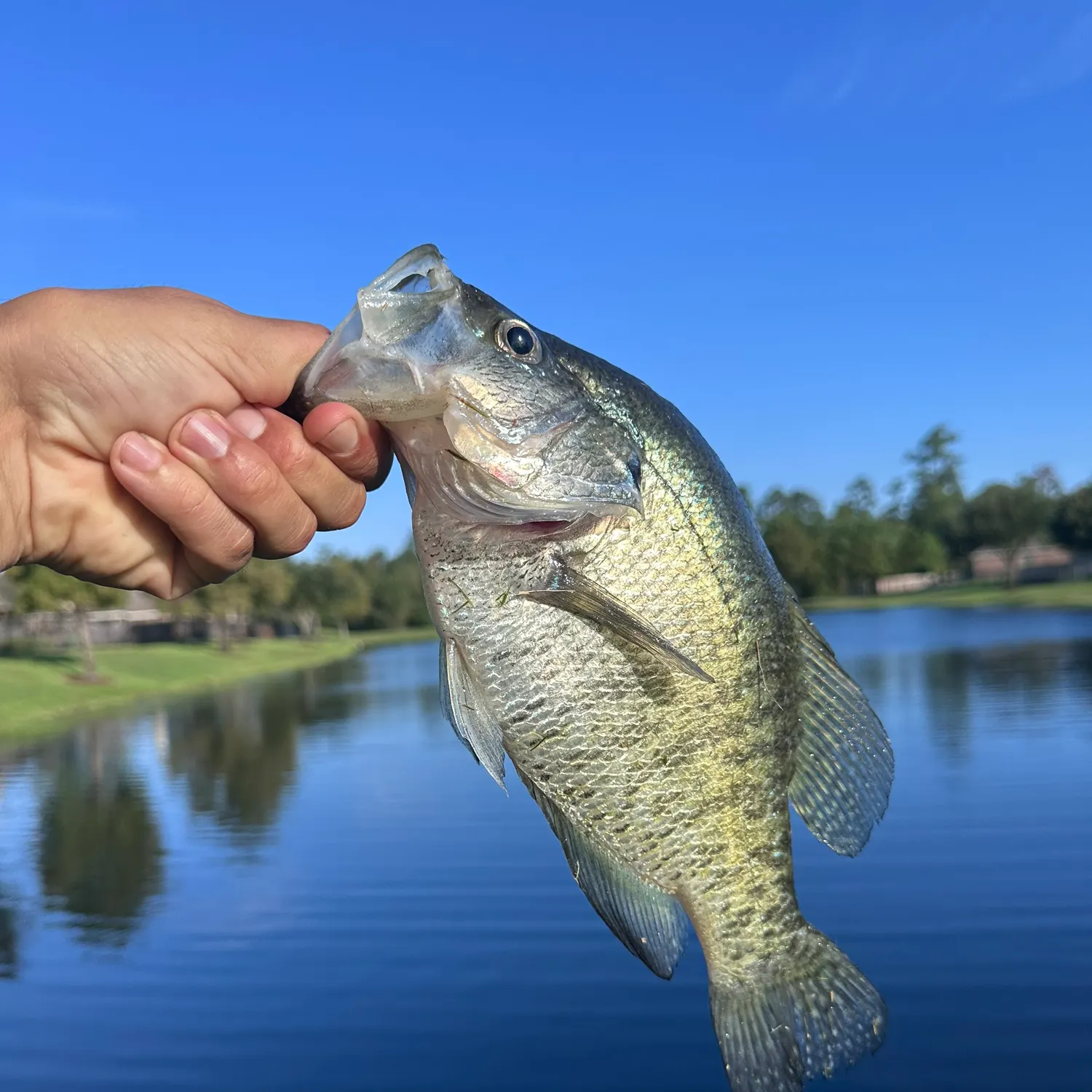White crappie caught on Fishbrain