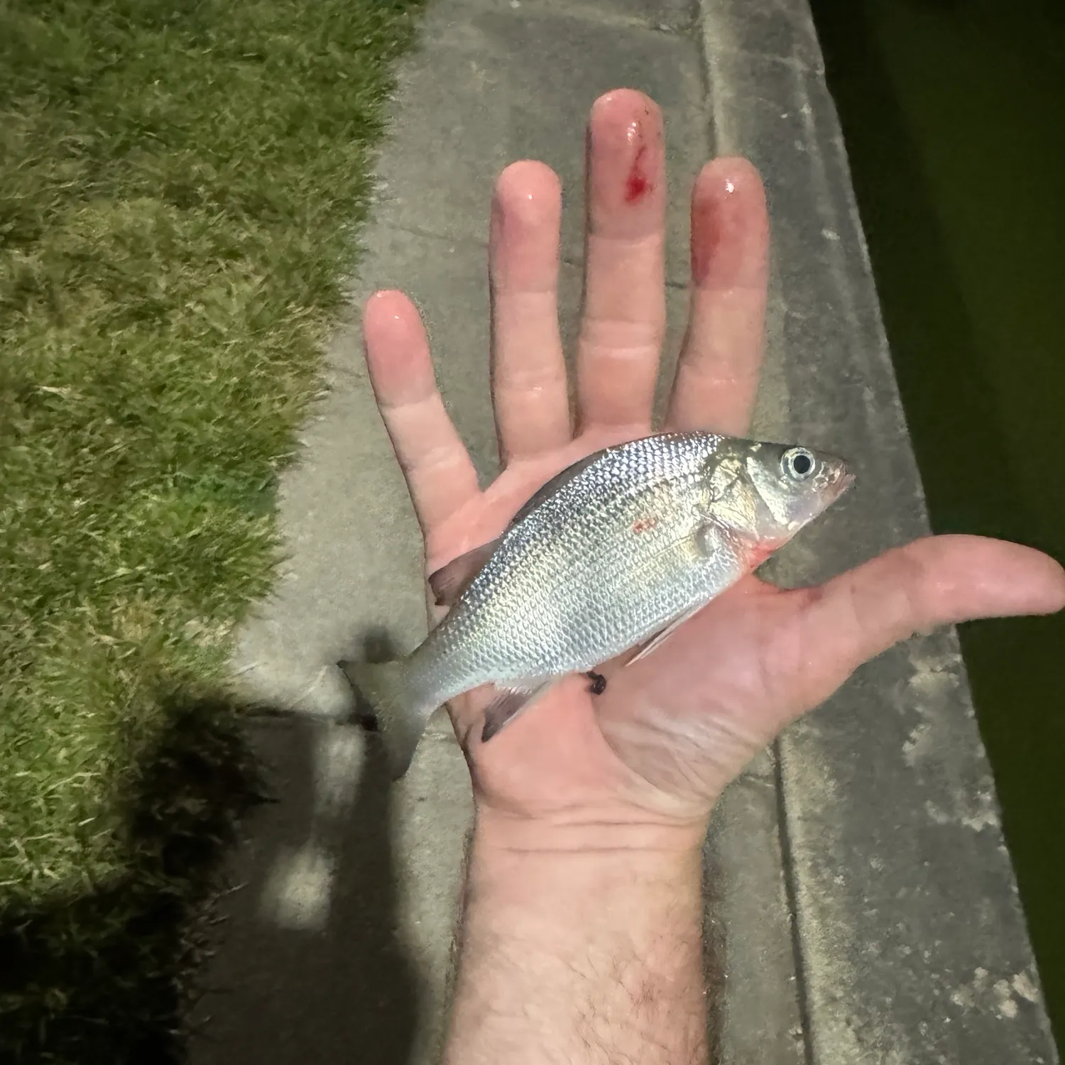 White perch caught on Fishbrain