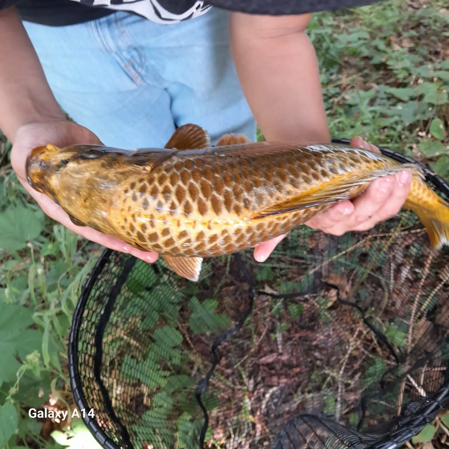 Koi carp caught on Fishbrain