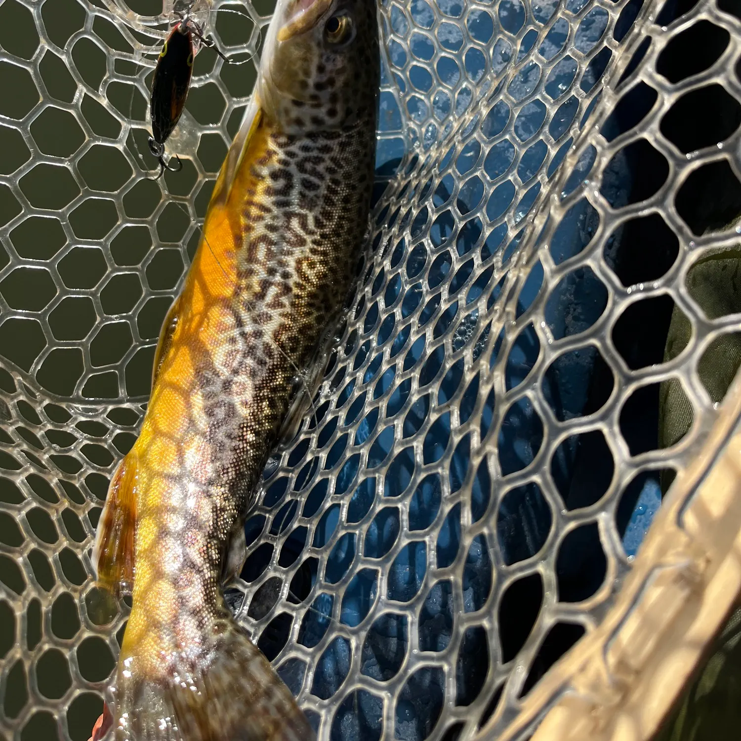 Tiger trout caught on Fishbrain