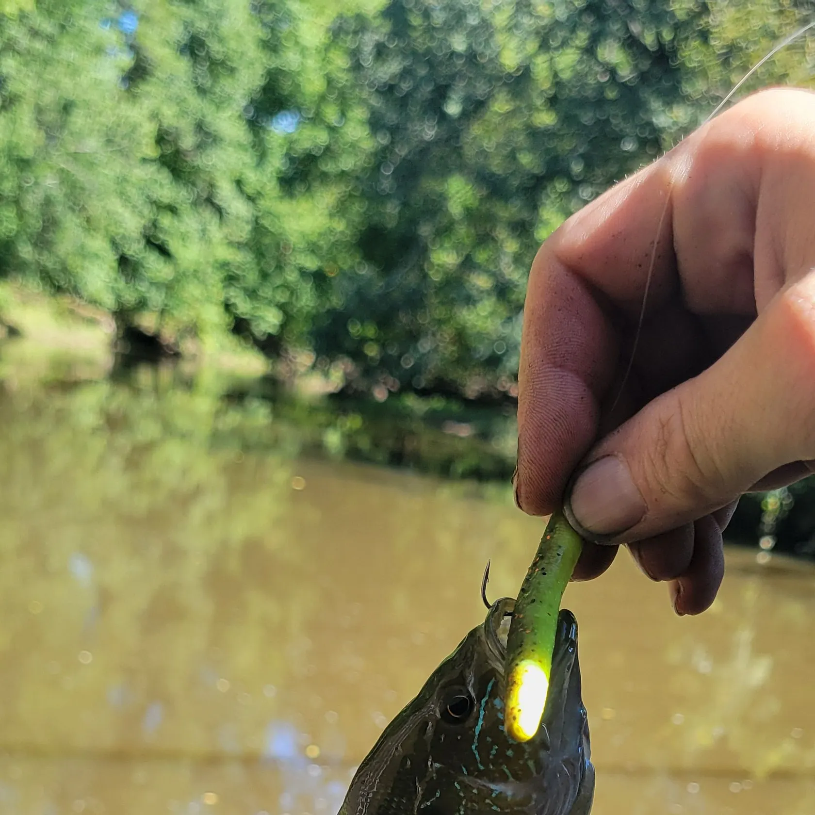 Green sunfish caught on Fishbrain