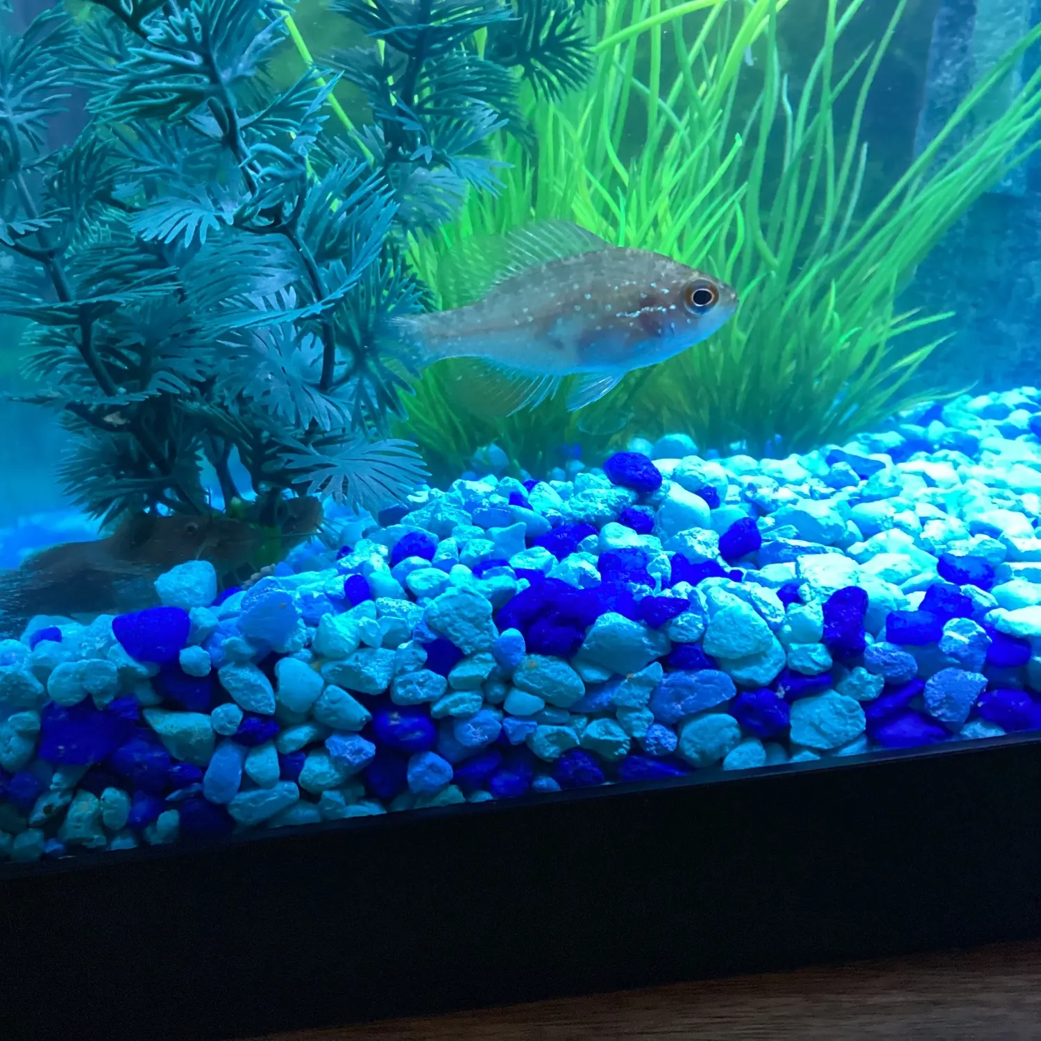 The most recent Bluespotted sunfish catches on Fishbrain