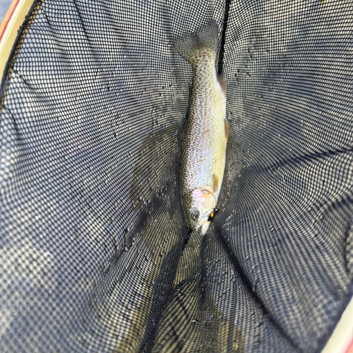Rainbow trout caught on Fishbrain