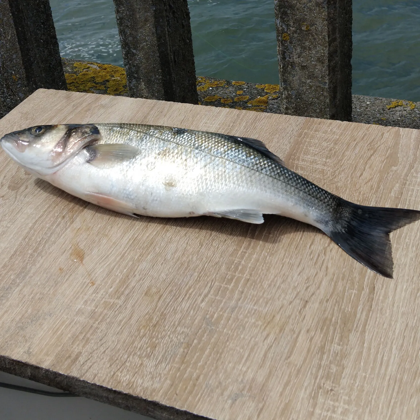 The most recent European seabass catches on Fishbrain