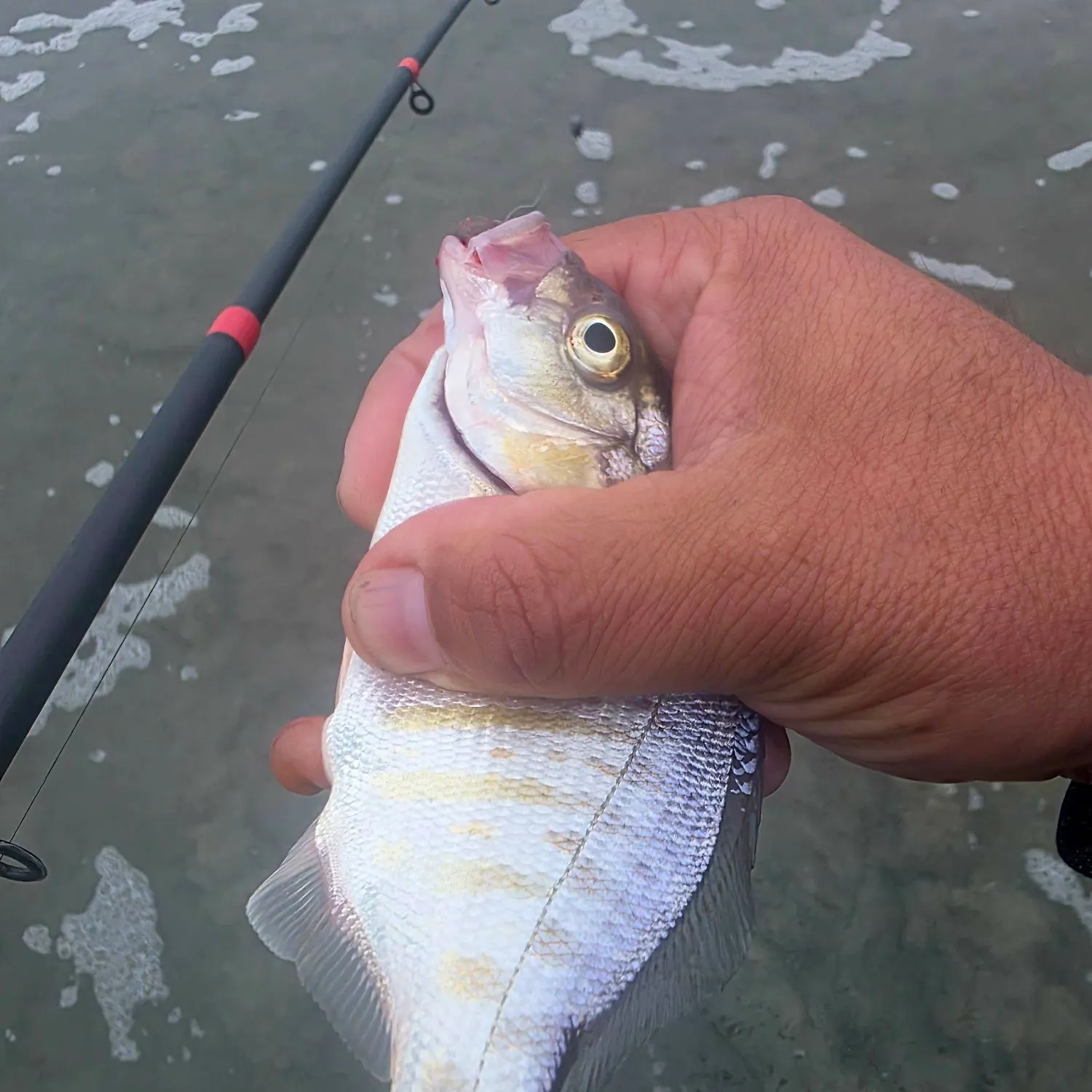 The most recent Barred surfperch catches on Fishbrain