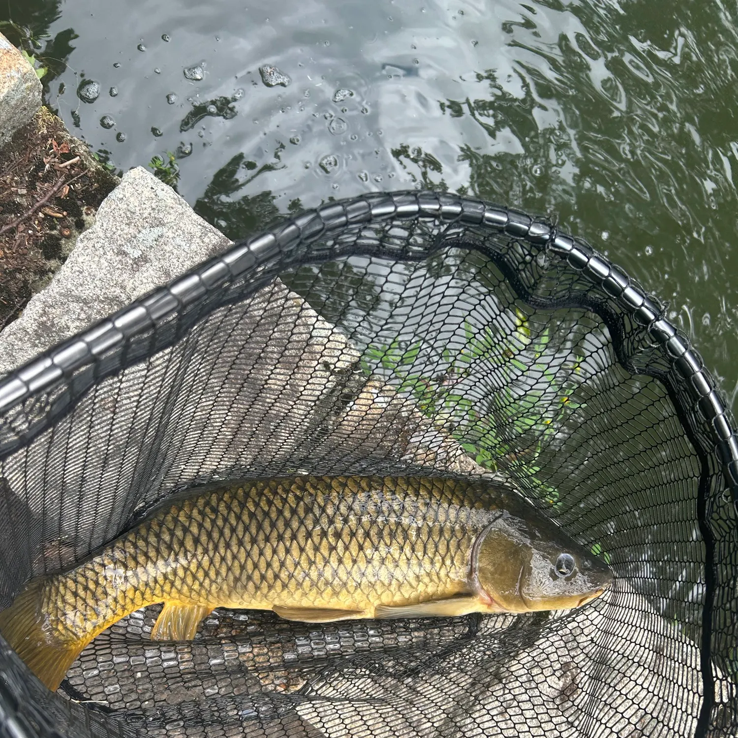 Common carp caught on Fishbrain