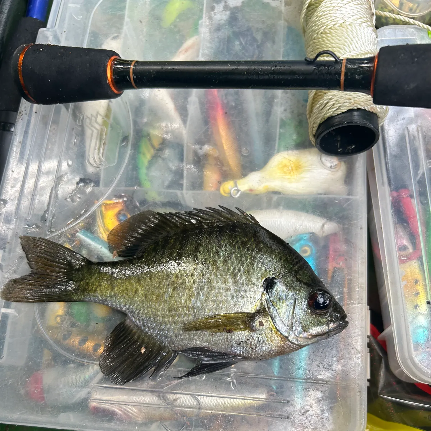 The most recent Coppernose bluegill catches on Fishbrain
