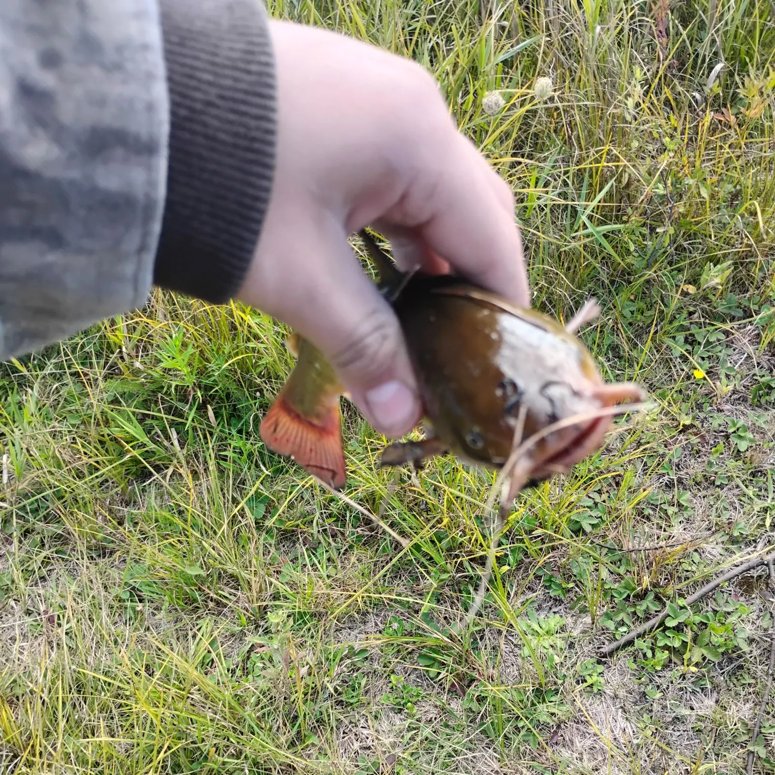 Yellow bullhead caught on Fishbrain