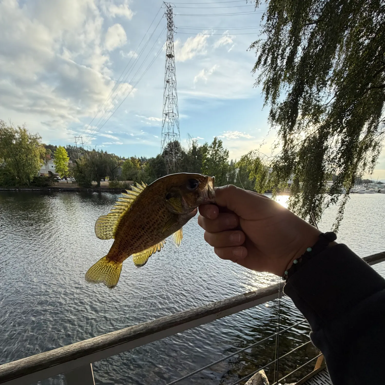 Rock bass caught on Fishbrain