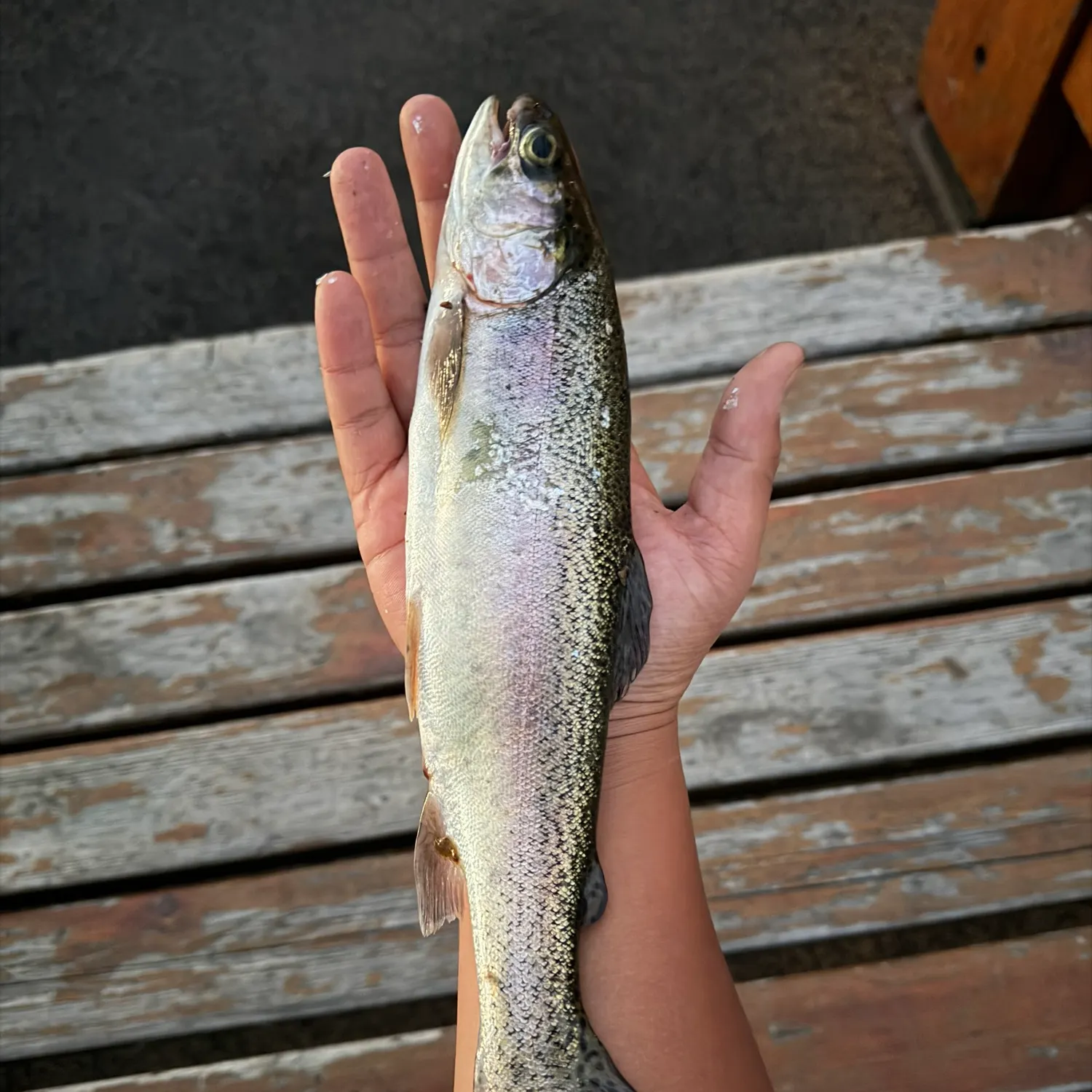 Rainbow trout caught on Fishbrain