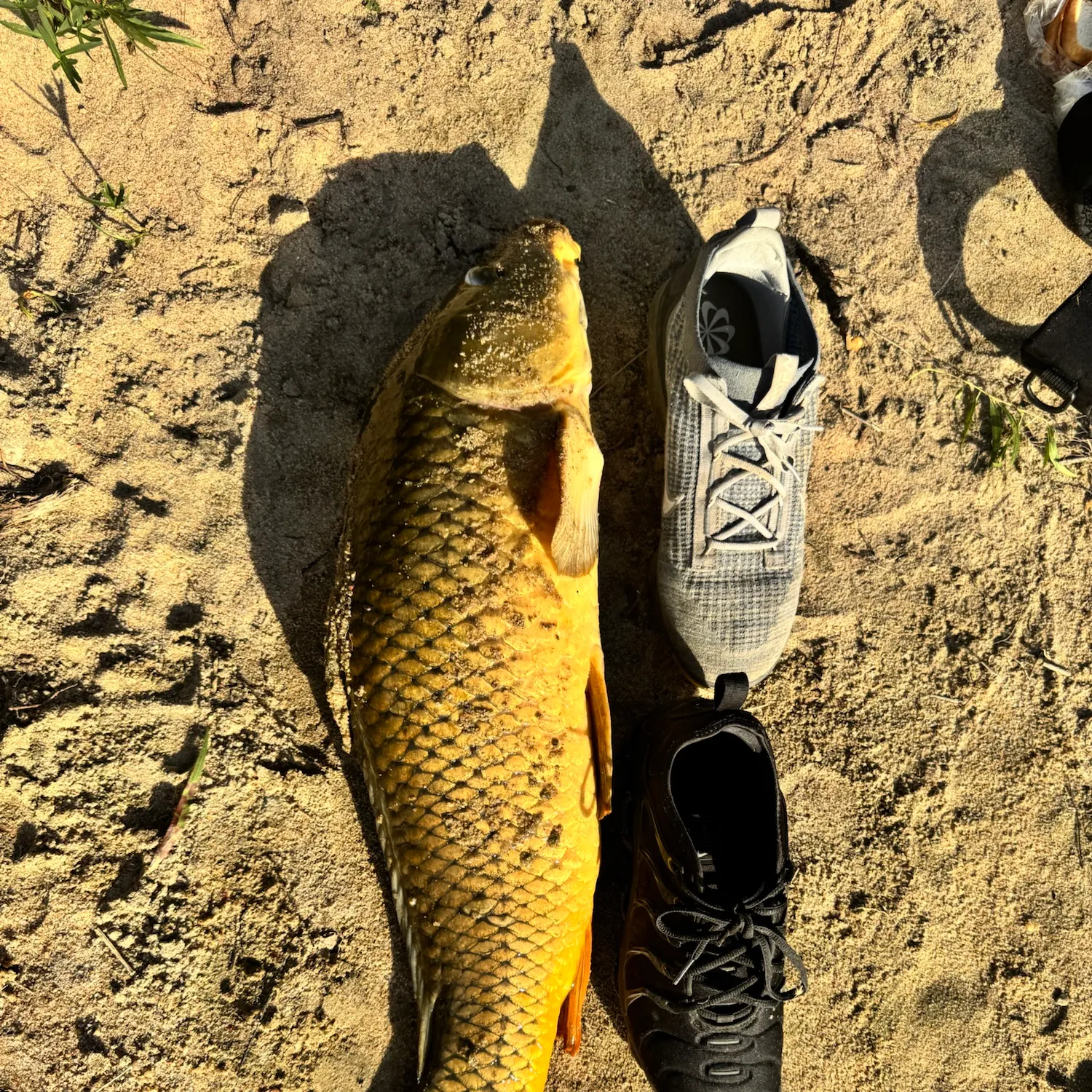 Common carp caught on Fishbrain