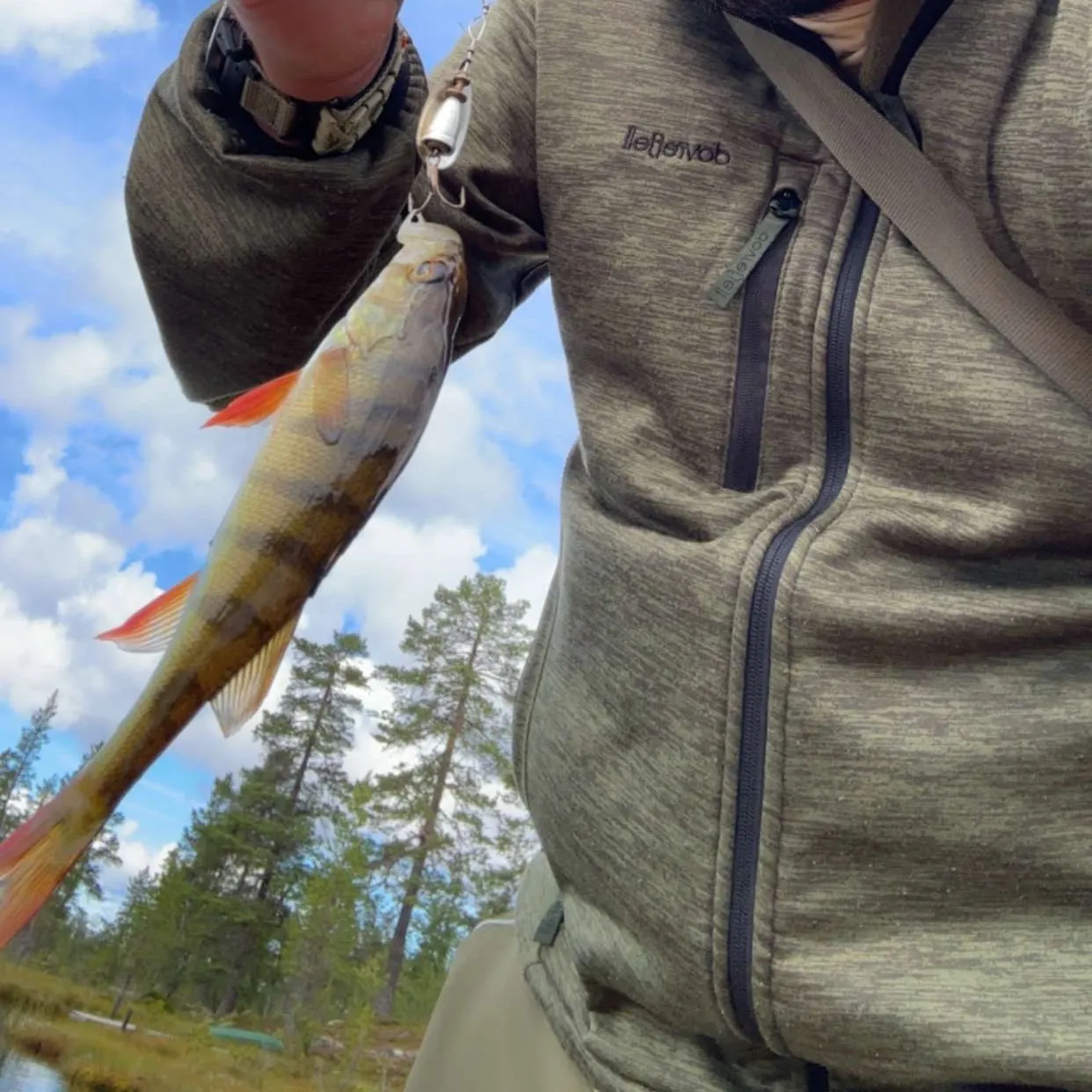 European perch caught on Fishbrain