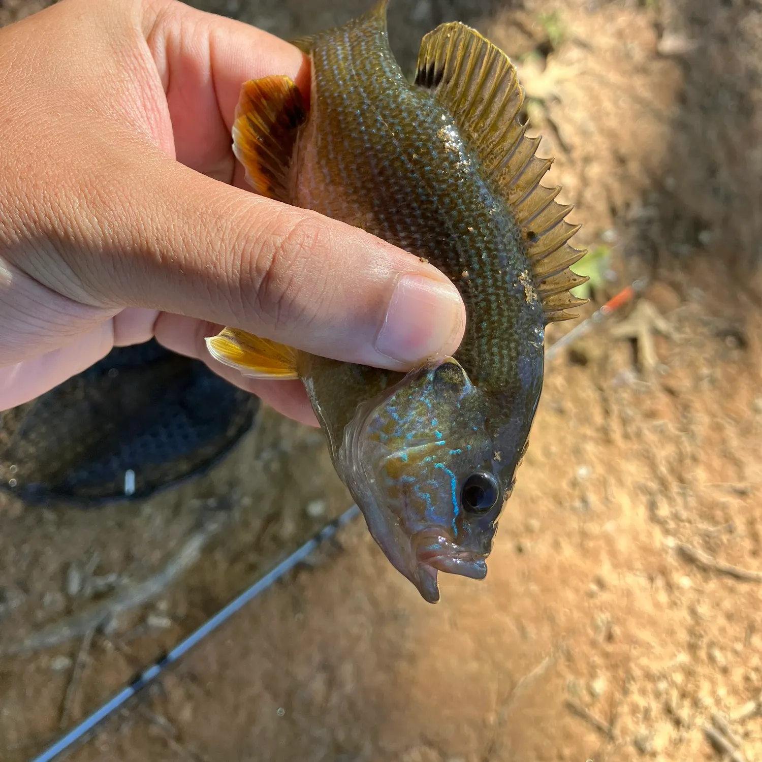 Green sunfish caught on Fishbrain