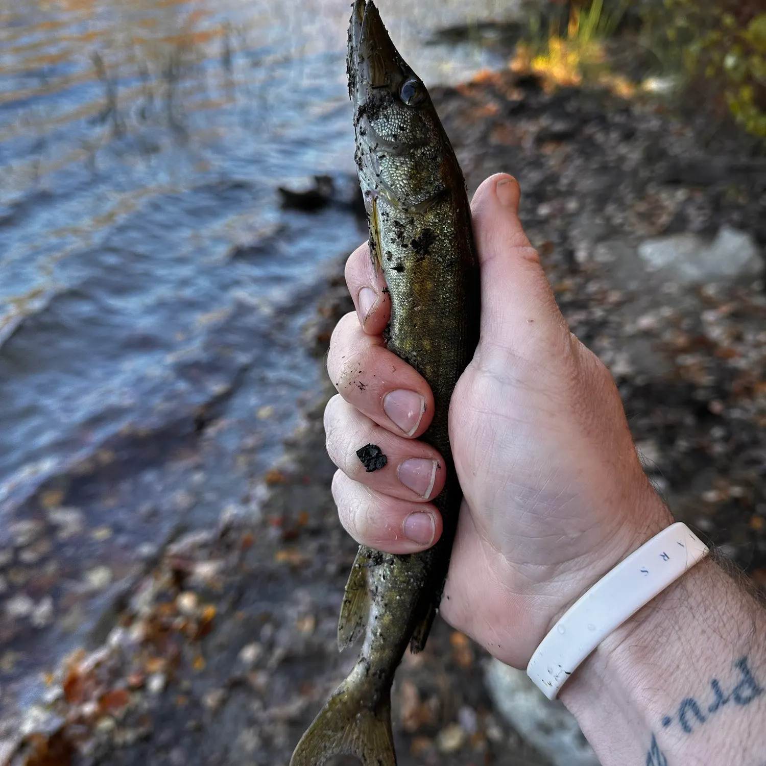 Chain pickerel caught on Fishbrain