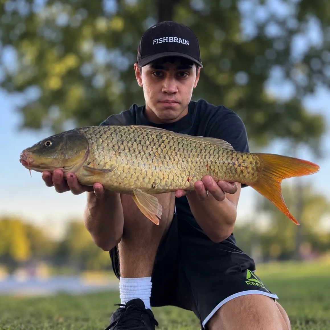 The most recent Ghost carp catches on Fishbrain