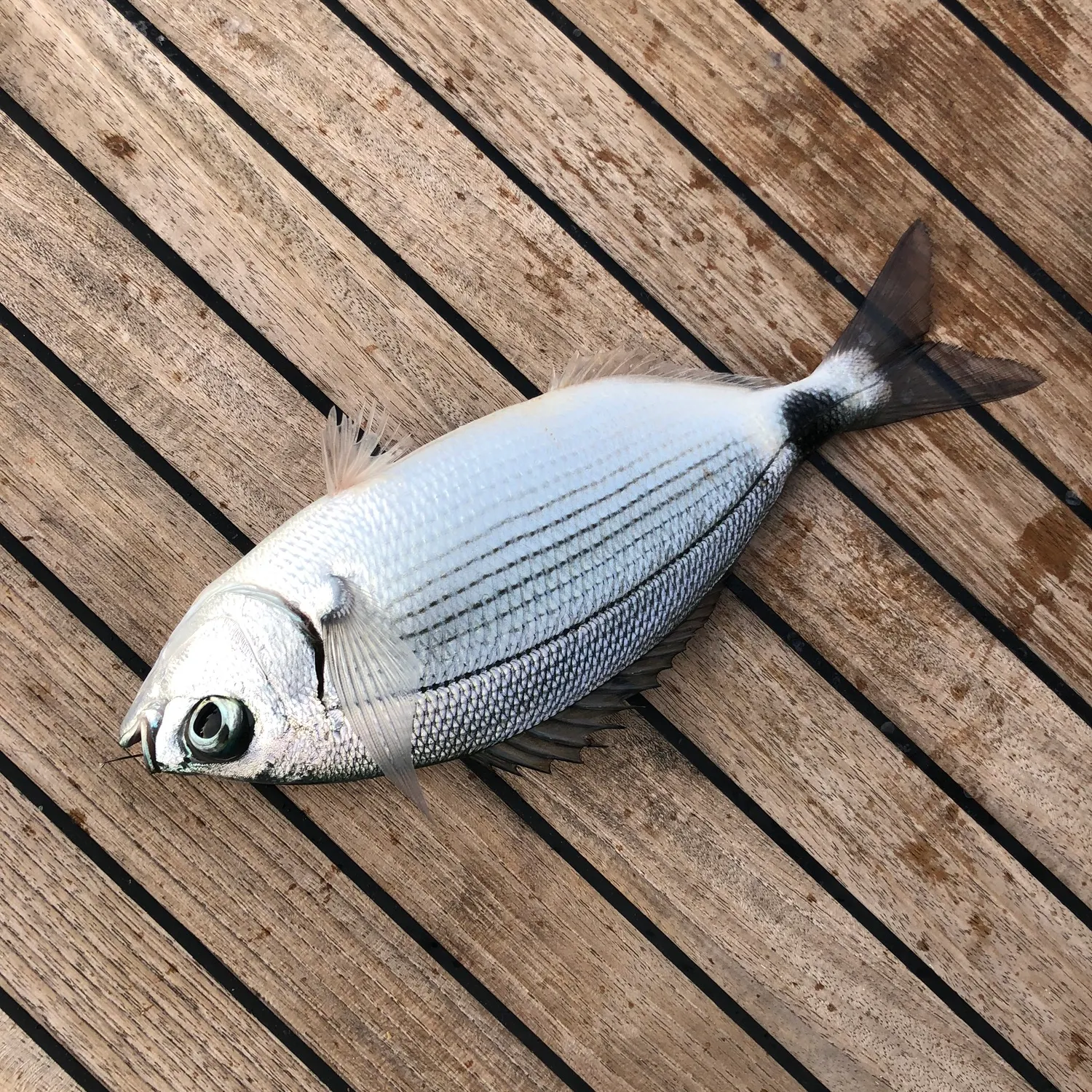 Saddled seabream caught on Fishbrain