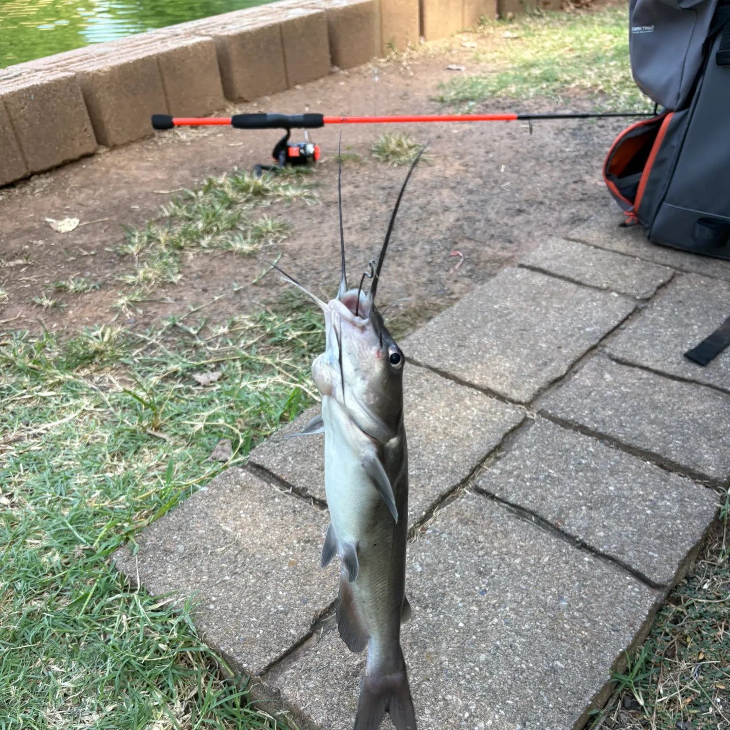Channel catfish caught on Fishbrain