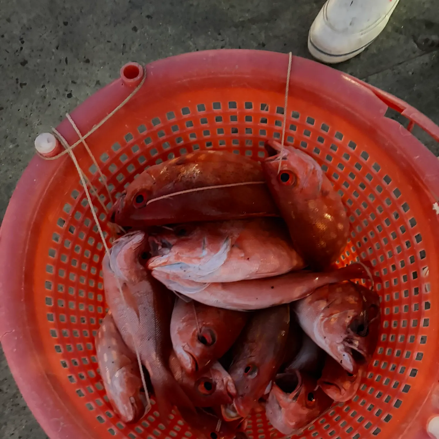 The most recent Vermilion snapper catches on Fishbrain