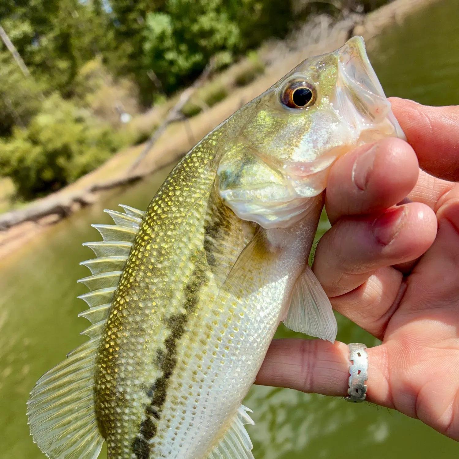 Spotted bass caught on Fishbrain