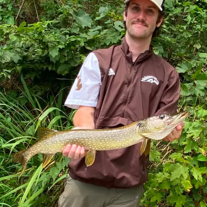 Northern pike caught on Fishbrain