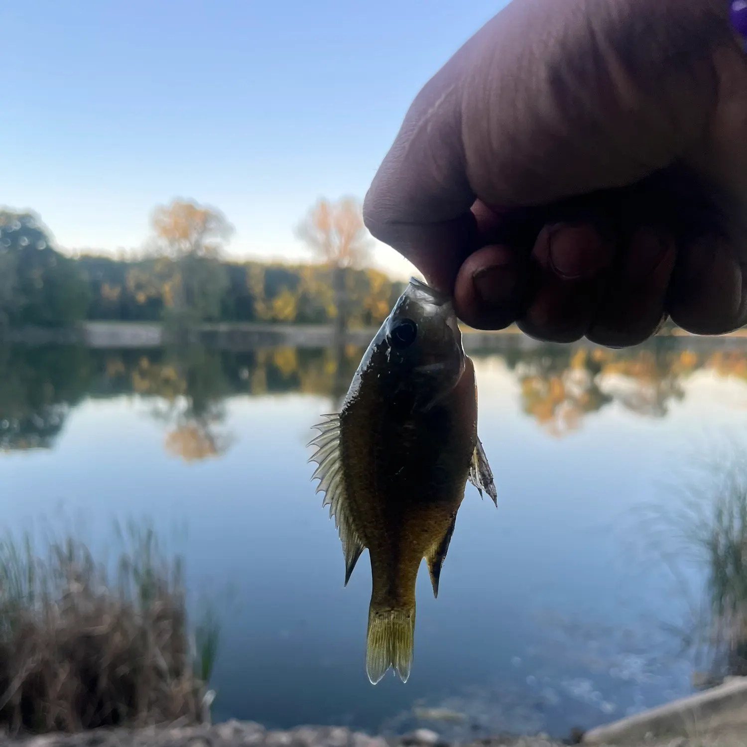 Fish caught on Fishbrain