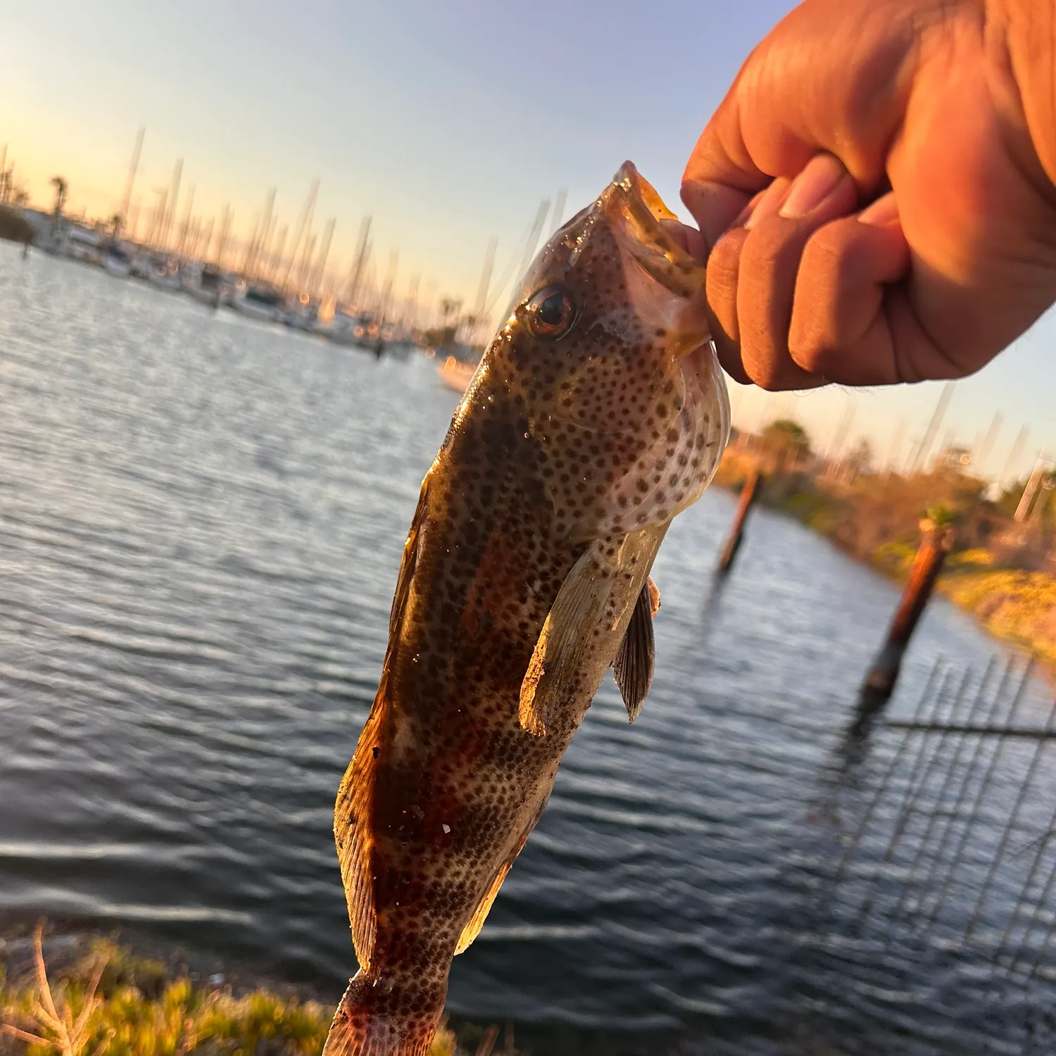 Spotted sand bass caught on Fishbrain