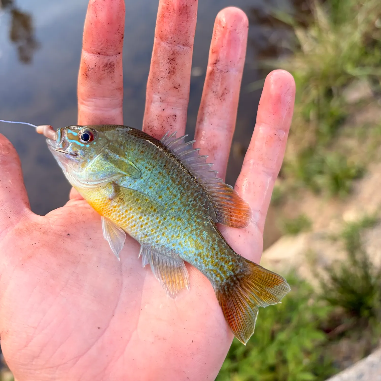 Redbreast sunfish caught on Fishbrain