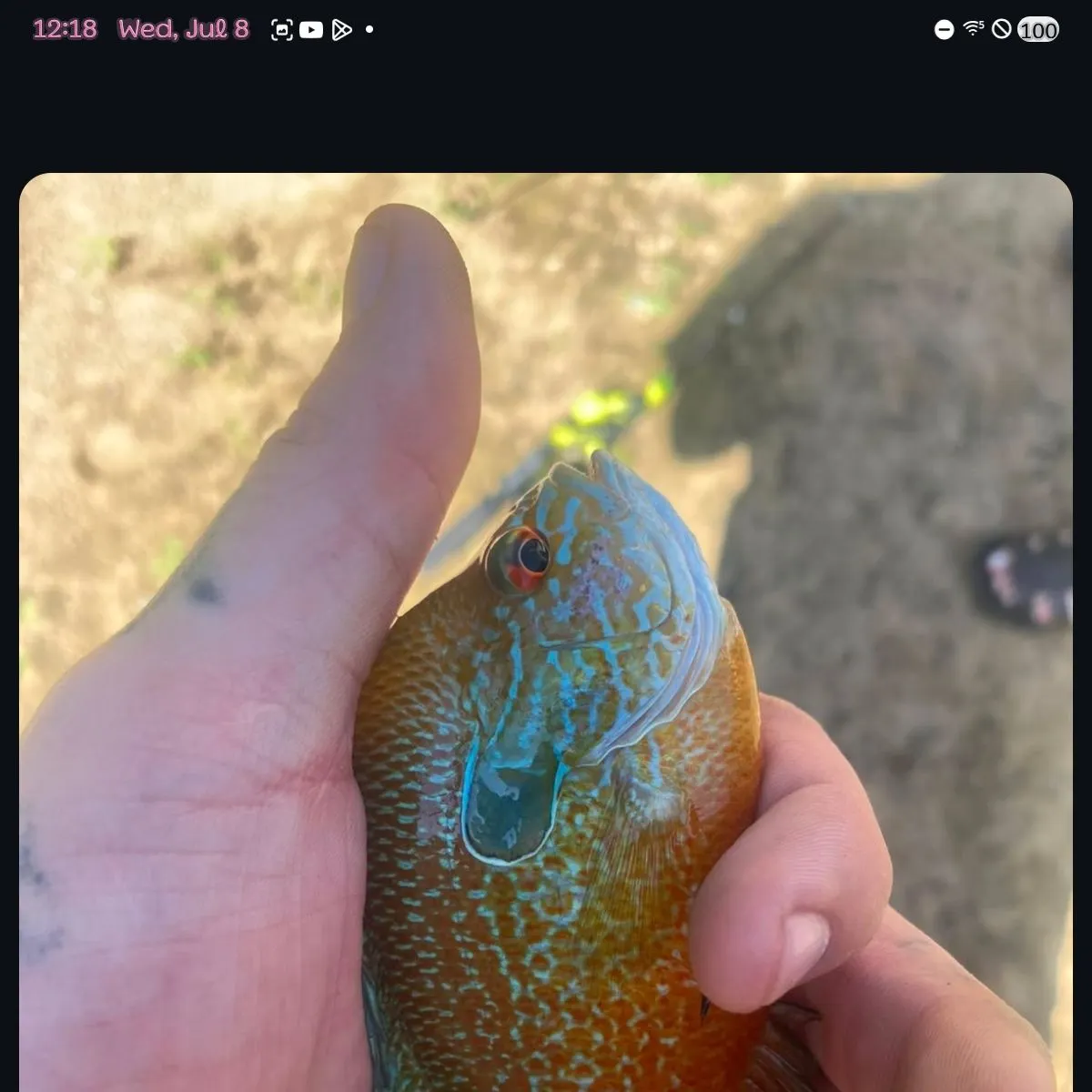 recently logged catches