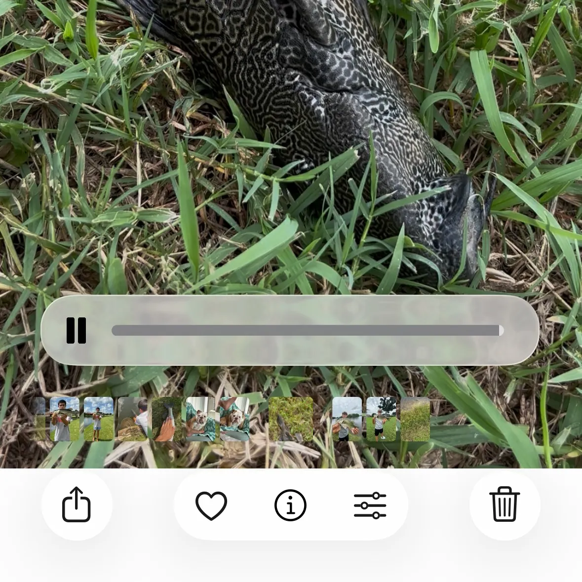 The most recent Suckermouth catfish catches on Fishbrain