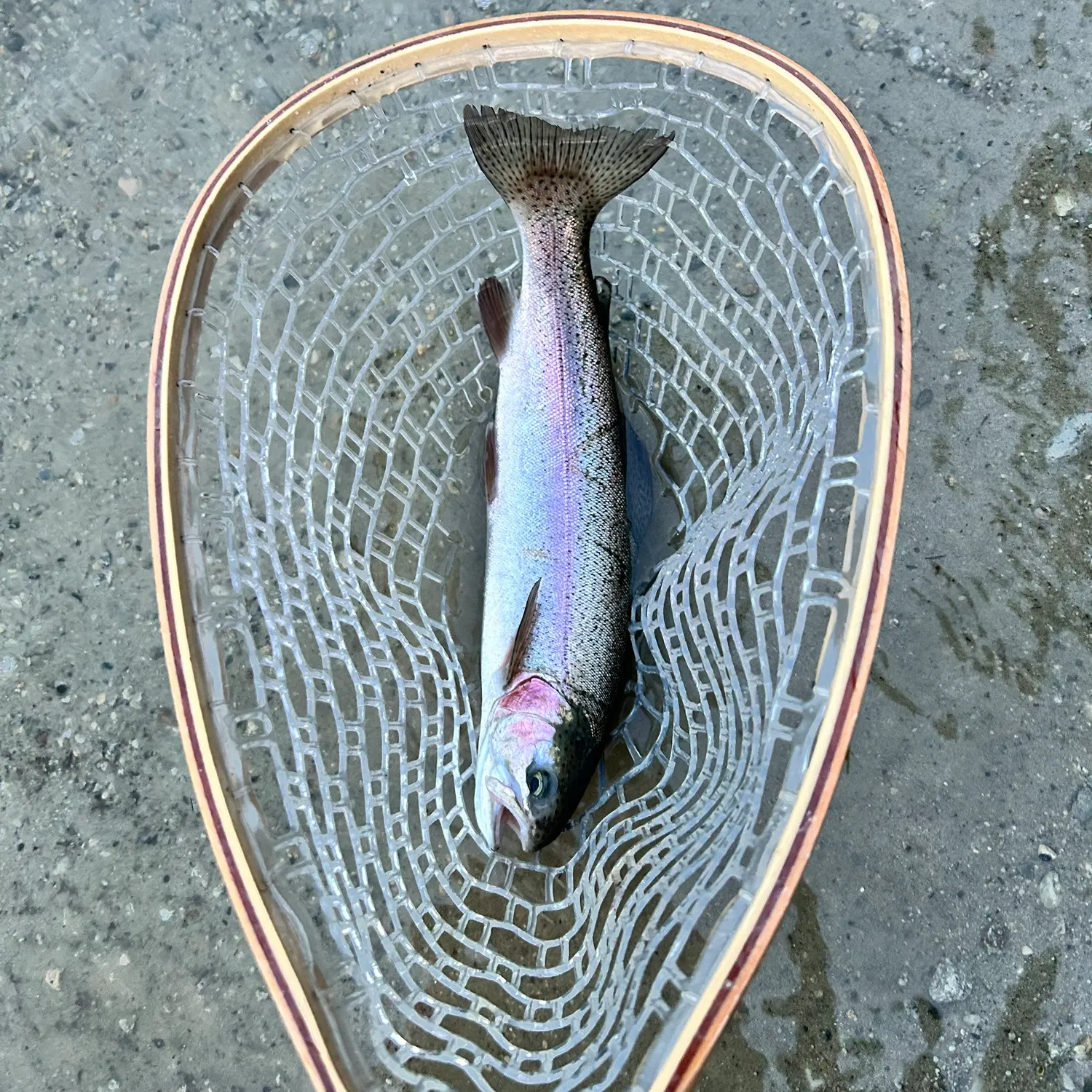 Rainbow trout caught on Fishbrain