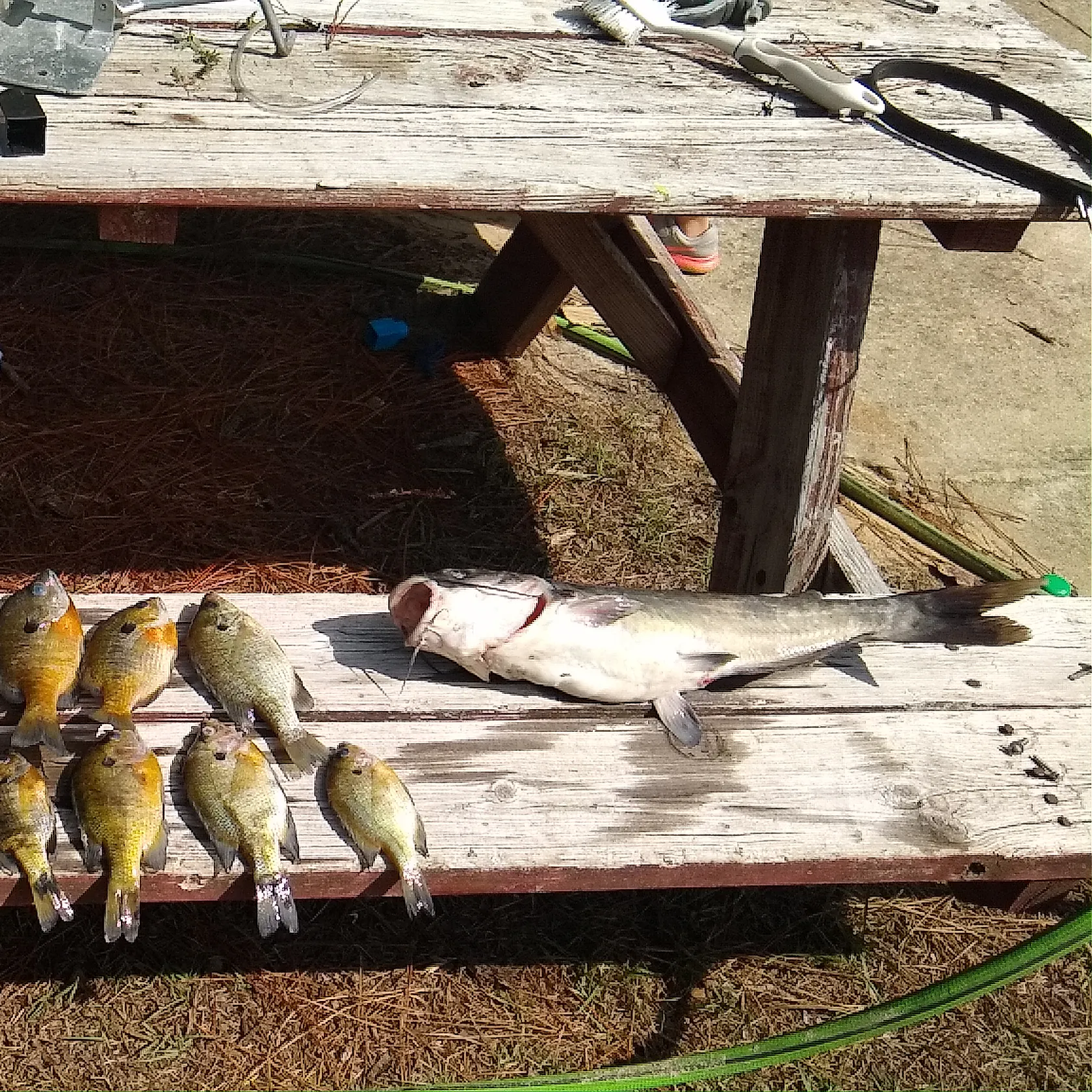 angler catch