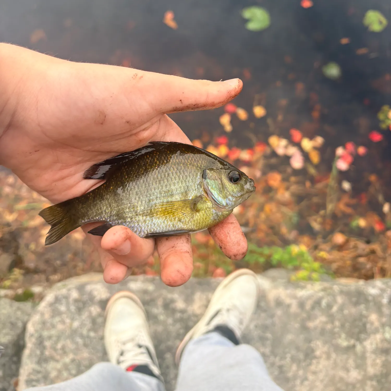 Bluegill caught on Fishbrain