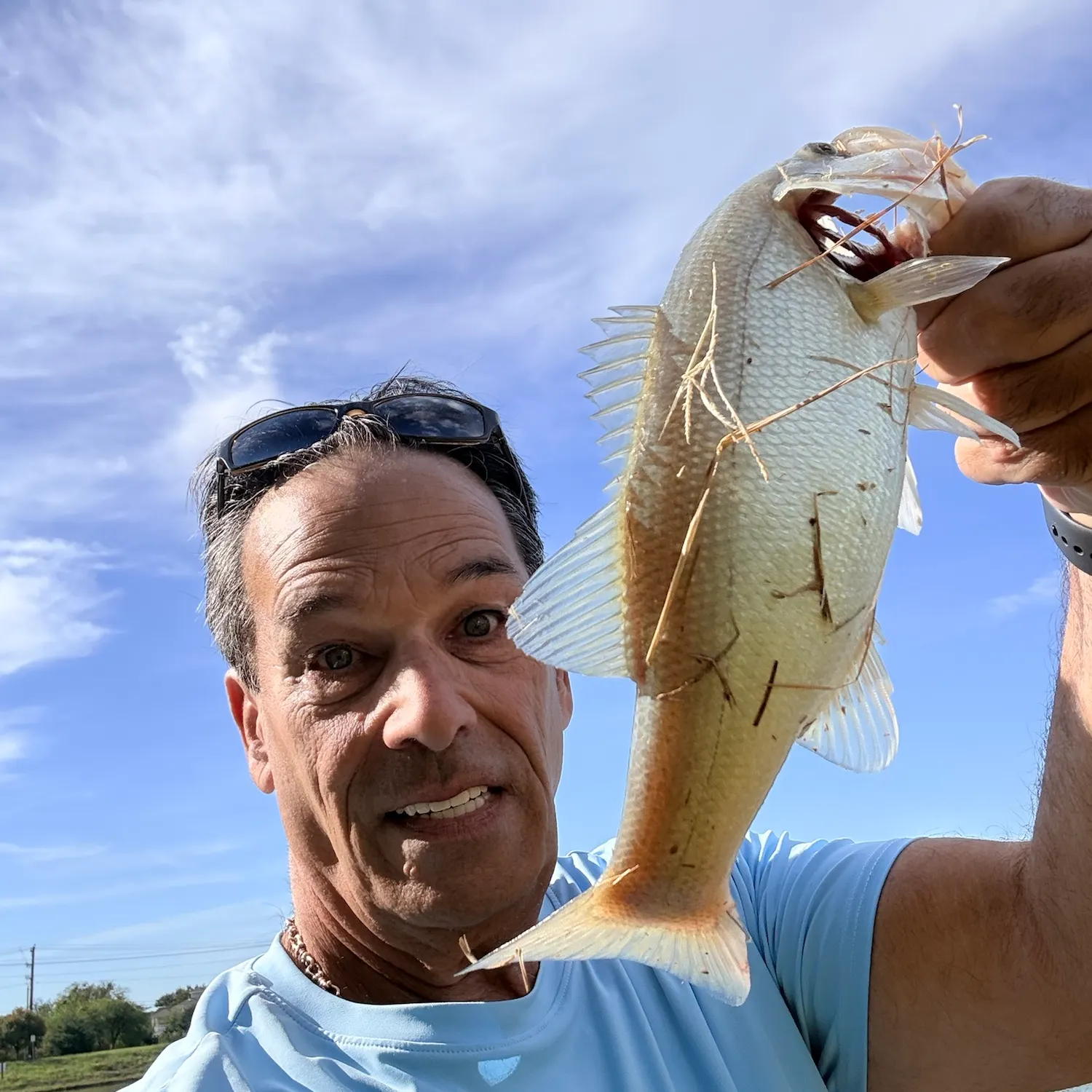 Spotted bass caught on Fishbrain