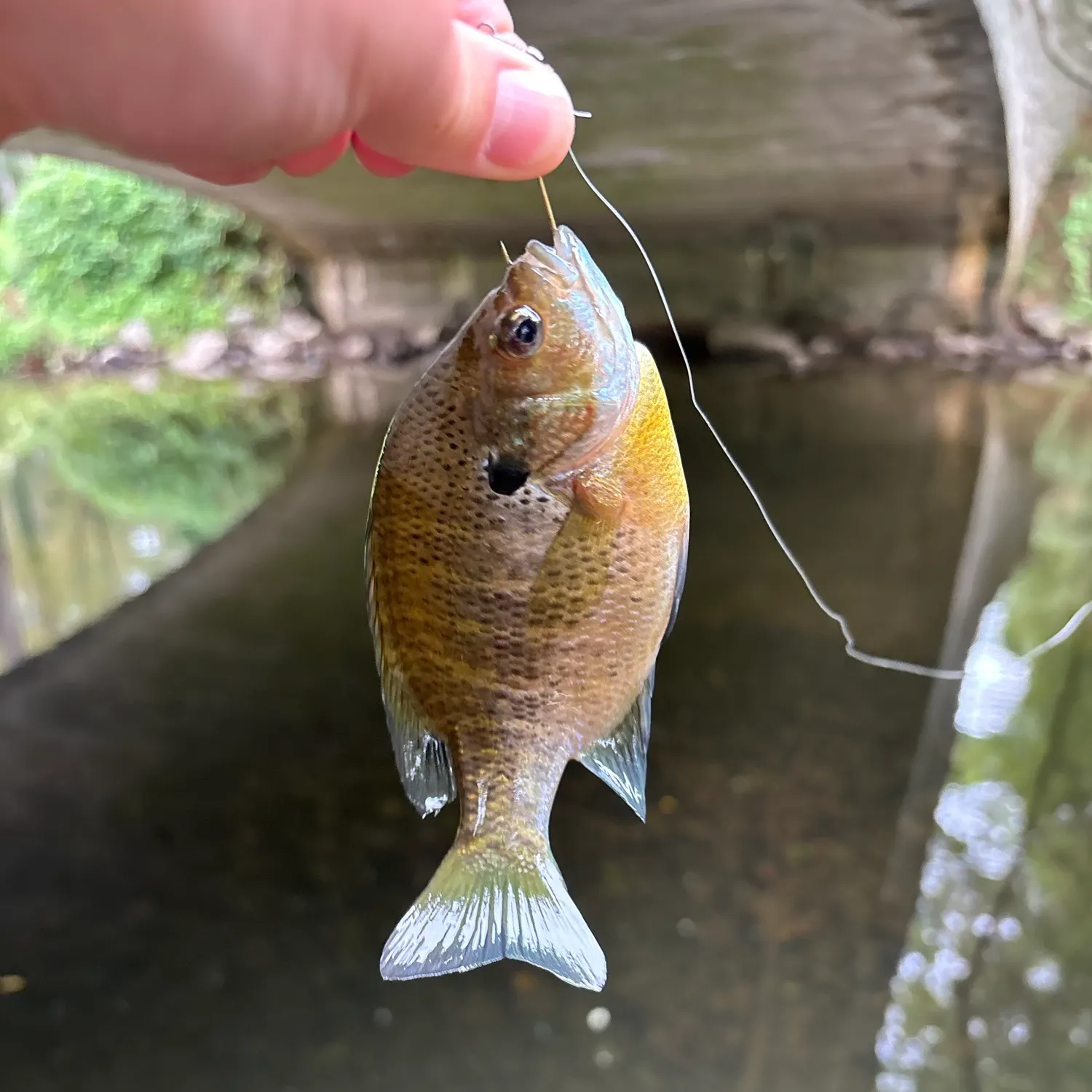 Bluegill caught on Fishbrain