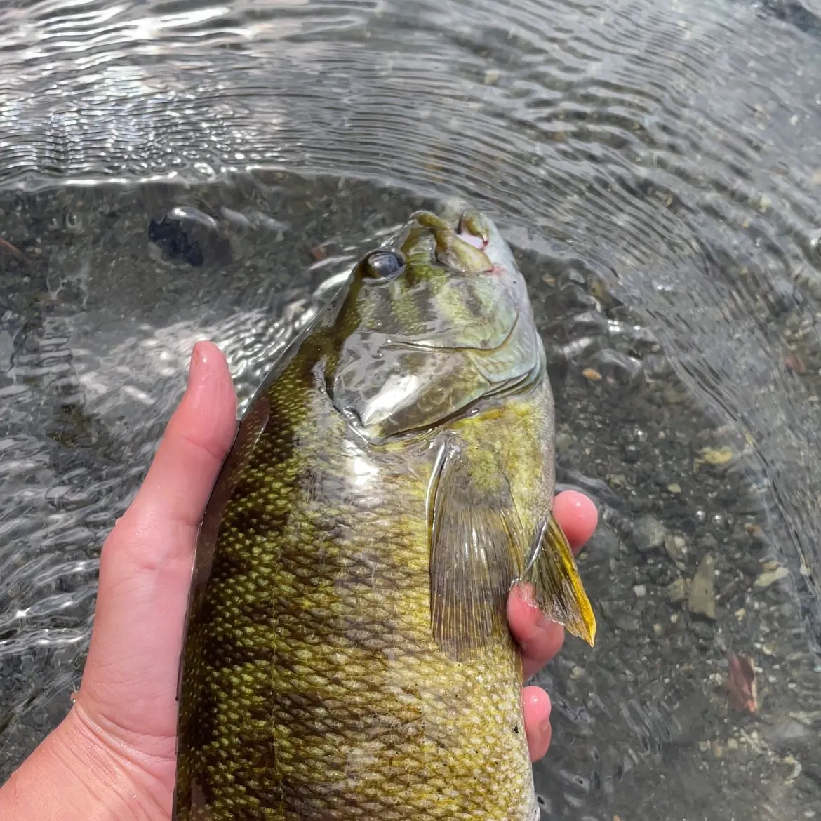 Smallmouth bass caught on Fishbrain