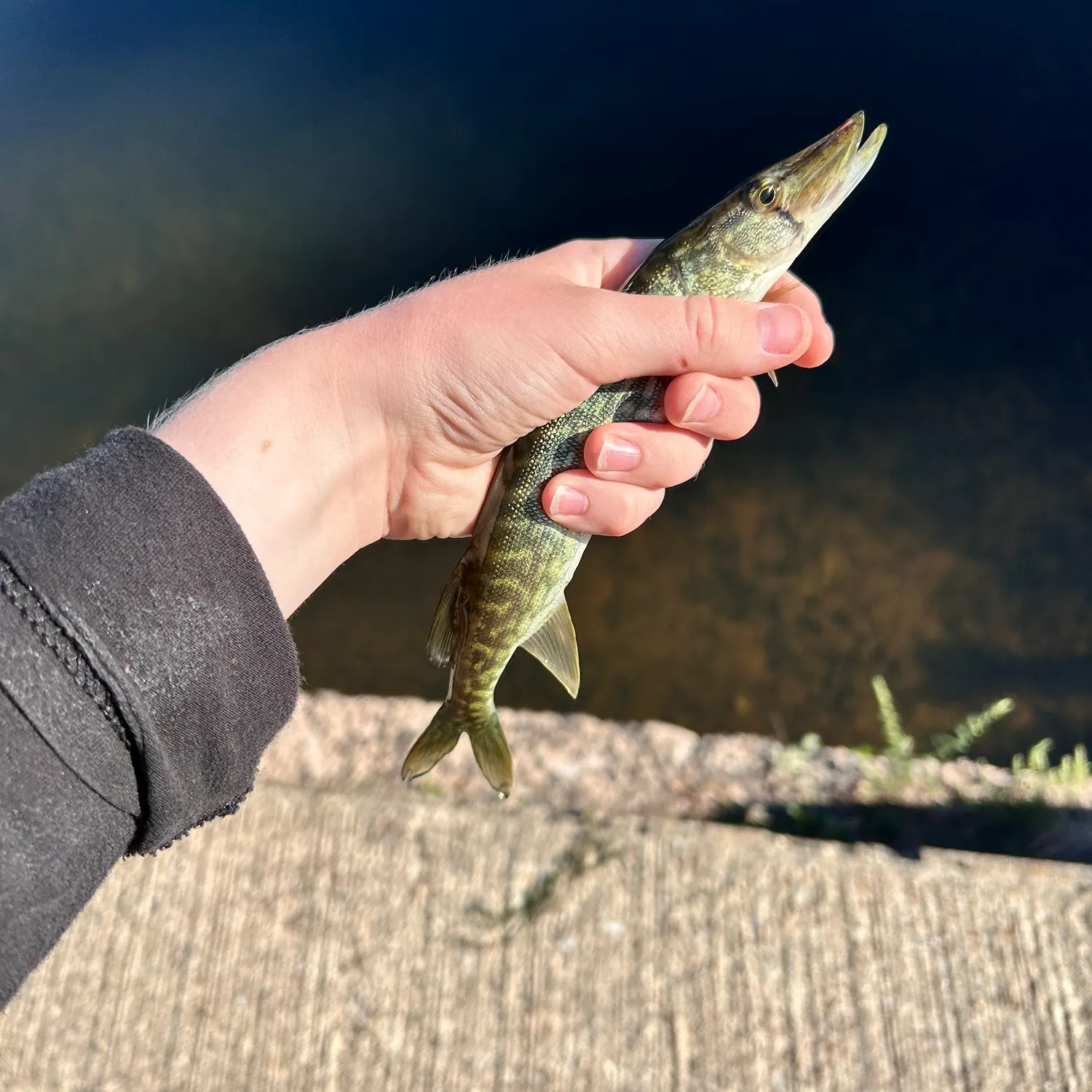 Chain pickerel caught on Fishbrain