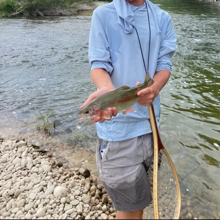 The most recent Columbia river redband trout catches on Fishbrain