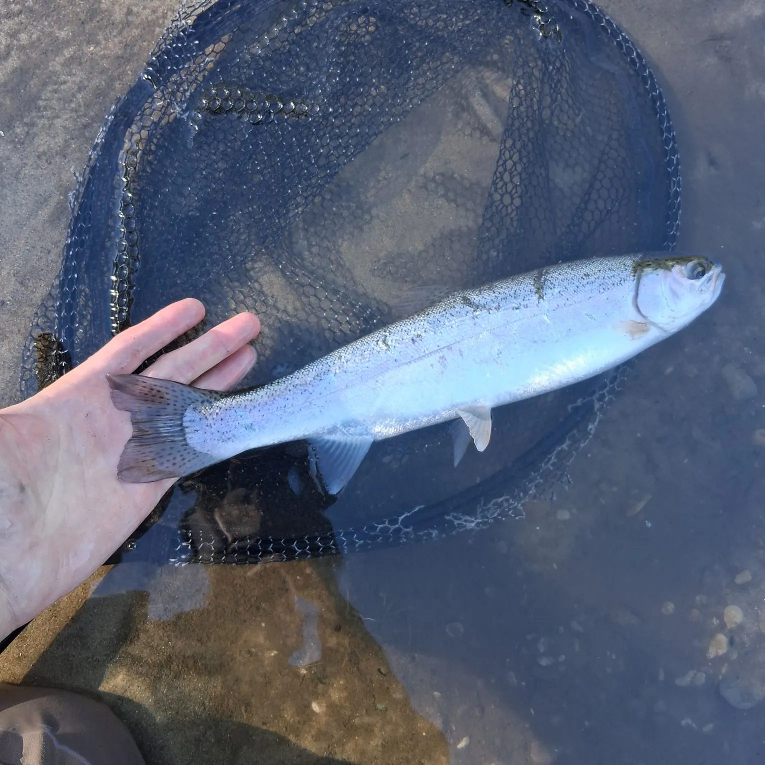 Steelhead caught on Fishbrain