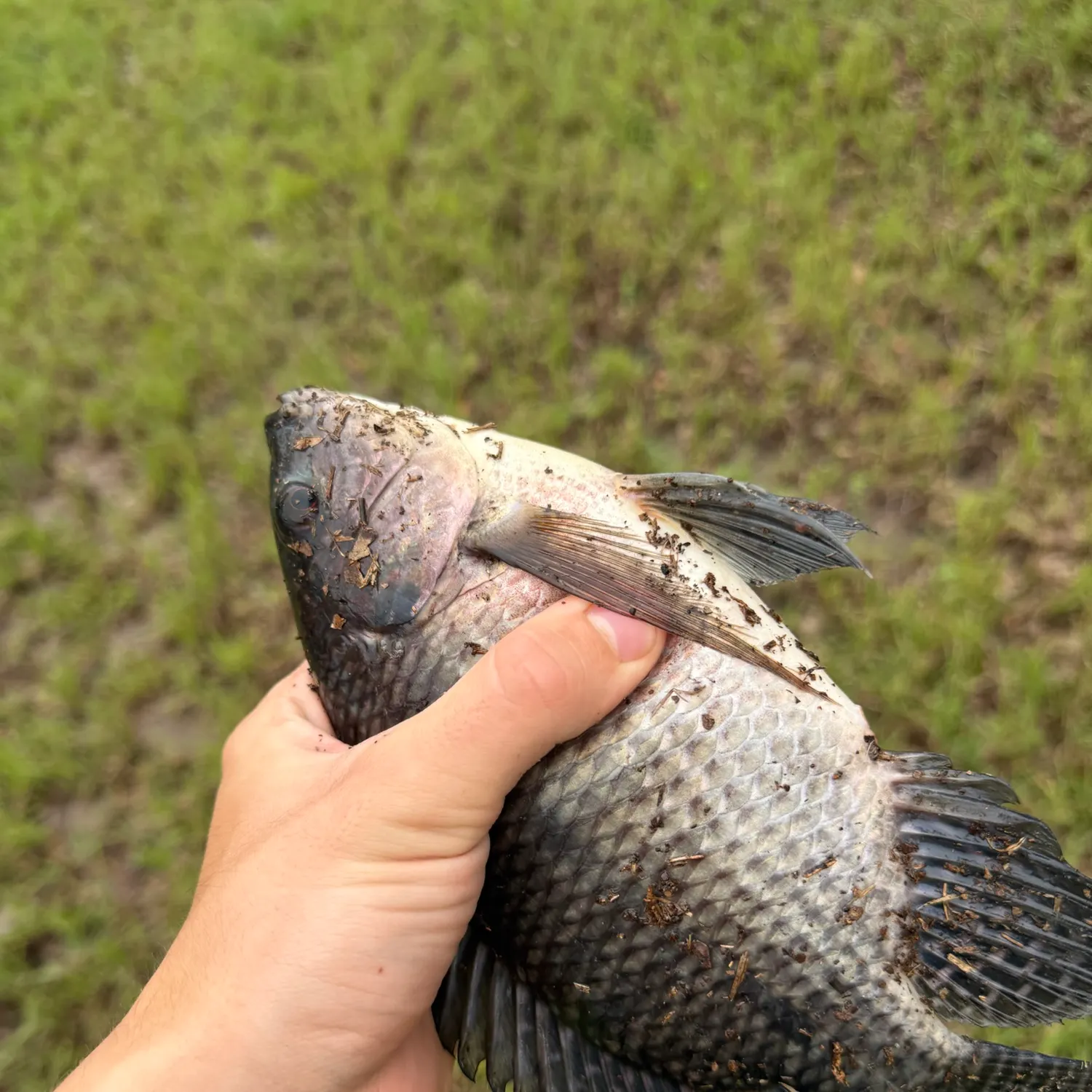 Nile tilapia caught on Fishbrain