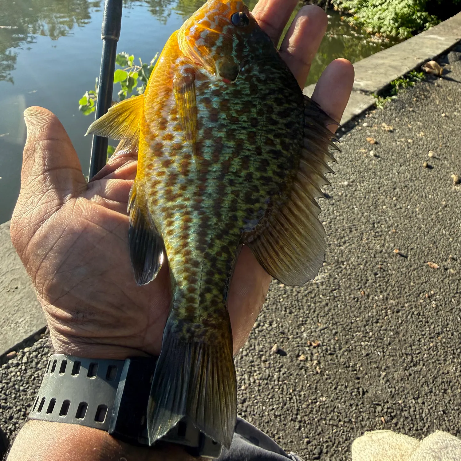 Pumpkinseed caught on Fishbrain
